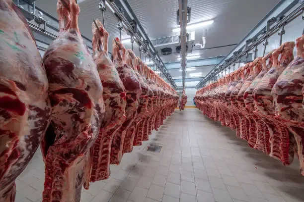 Kurban soğuk hava deposu — 24 saat dinlendirme